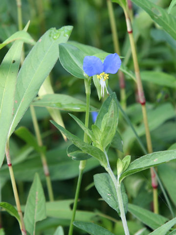 Commelina communis