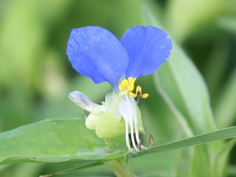 Commelina communis