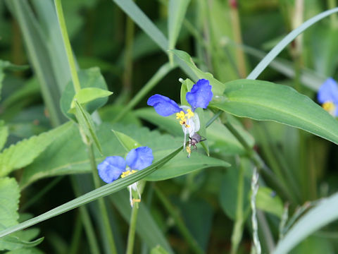 Commelina communis