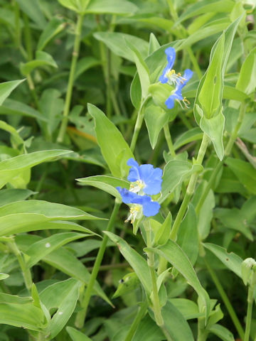 Commelina communis