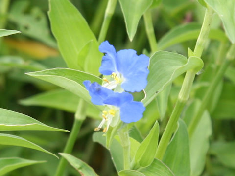 Commelina communis