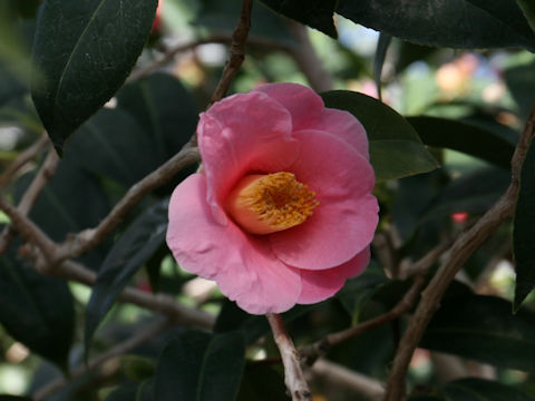 Camellia wabisuke cv. Sagami Wabisuke