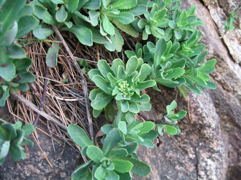 Crepidiastrum platyphyllum