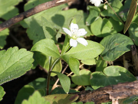 Pseudostellaria heterophylla
