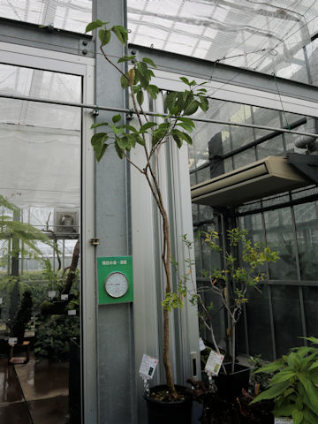 Nothapodytes amamianus