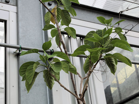 Nothapodytes amamianus