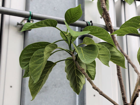 Nothapodytes amamianus