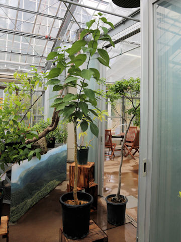 Nothapodytes amamianus