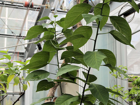 Nothapodytes amamianus