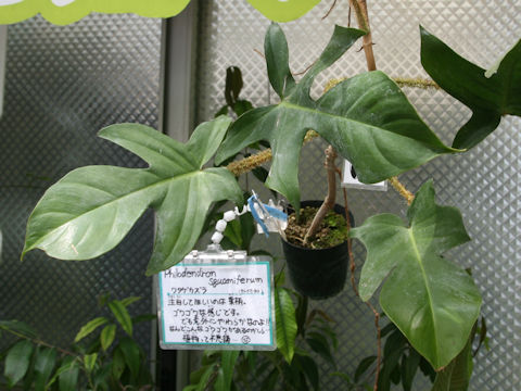 Philodendron squamiferum