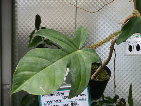 Philodendron squamiferum