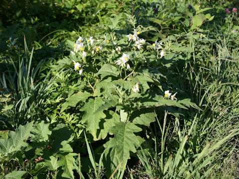 Solanum carolinense