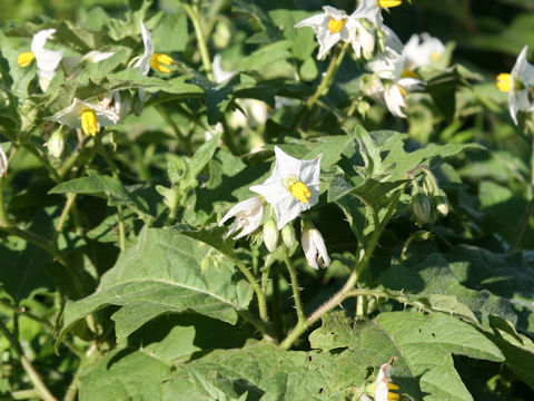 Solanum carolinense
