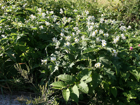 Solanum carolinense