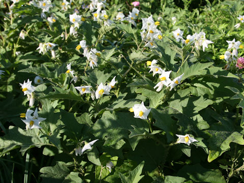 Solanum carolinense