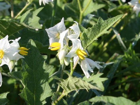Solanum carolinense