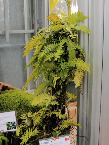 Arthropteris palisotii