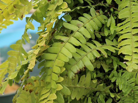 Arthropteris palisotii