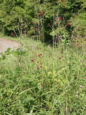 Sanguisorba officnalis