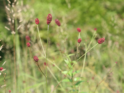 Sanguisorba officnalis