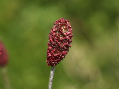 Sanguisorba officnalis