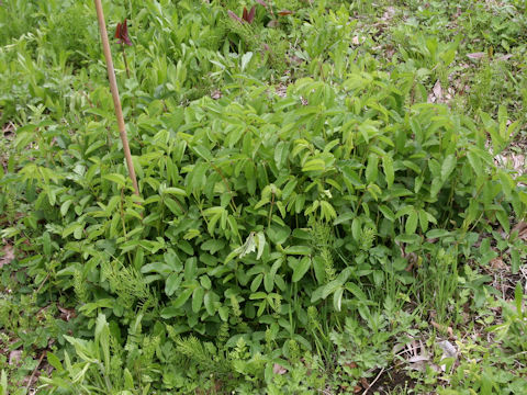 Sanguisorba officnalis