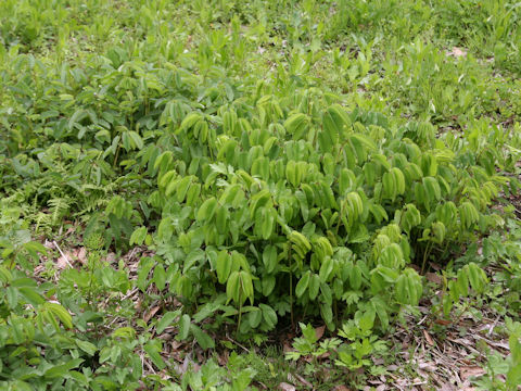 Sanguisorba officnalis