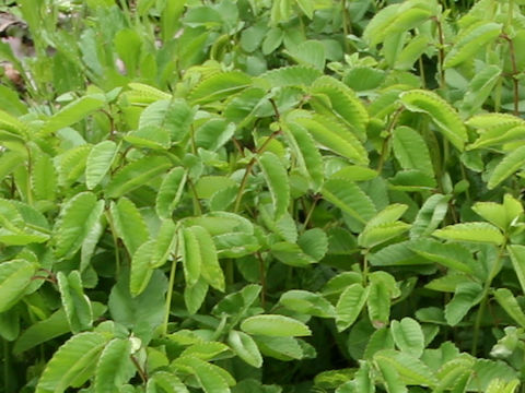 Sanguisorba officnalis