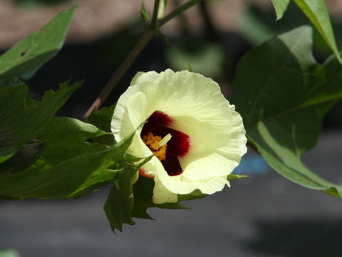 Gossypium arboreum var. indicum