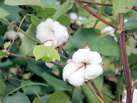 Gossypium arboreum var. indicum