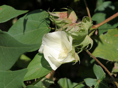 Gossypium arboreum var. indicum