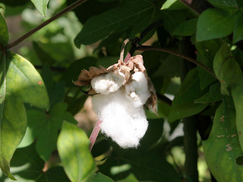 Gossypium arboreum var. indicum