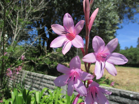 Watsonia borbonica