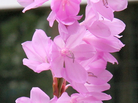 Watsonia marginata