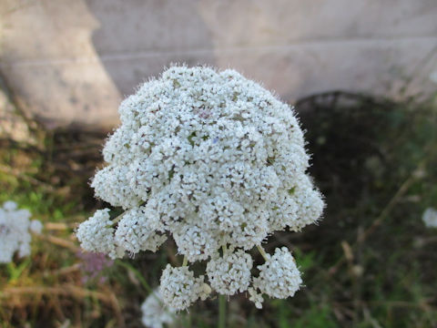 Angelica sylvestris