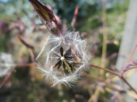 Lactuca virosa