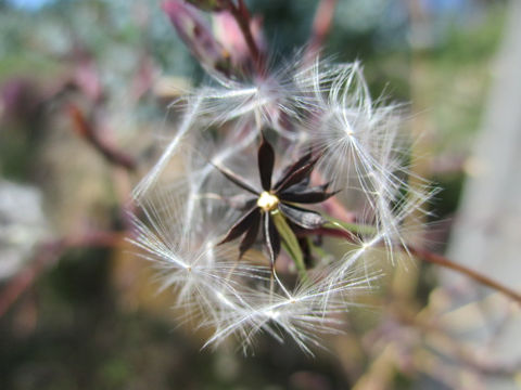 Lactuca virosa