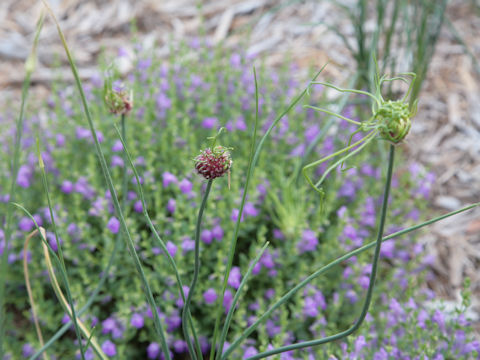 Allium vineale