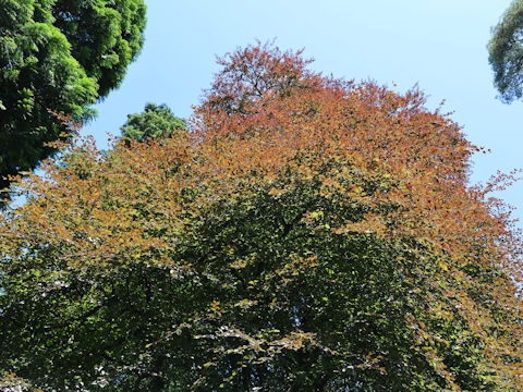 Fagus sylvatica