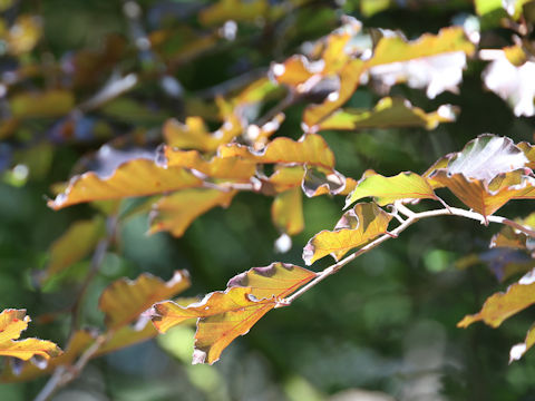 Fagus sylvatica