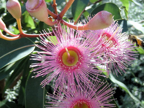 Eucalyptus cv. Summer Beauty