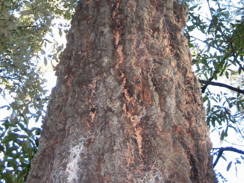 Eucalyptus fibrosa