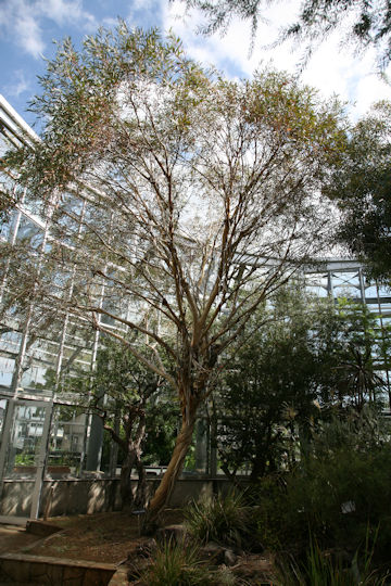 Eucalyptus gregsoniana