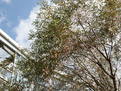 Eucalyptus gregsoniana