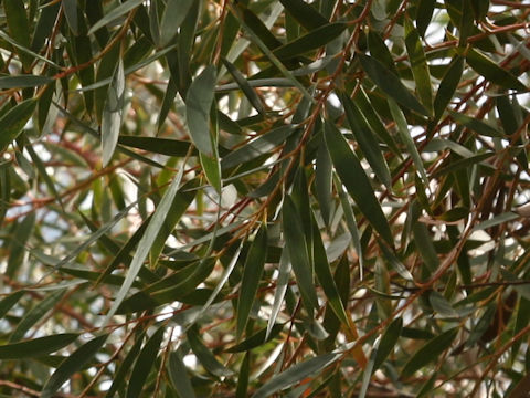Eucalyptus gregsoniana