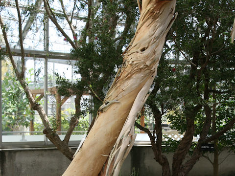 Eucalyptus gregsoniana