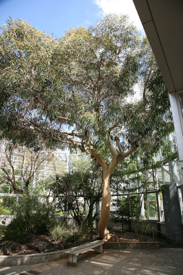 Eucalyptus mannifera