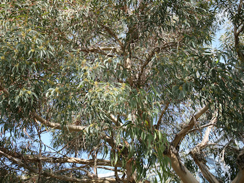 Eucalyptus mannifera