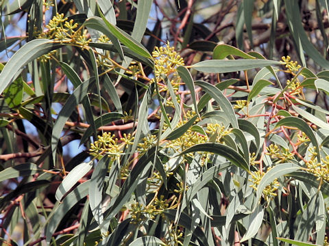 Eucalyptus mannifera