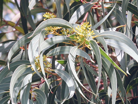 Eucalyptus mannifera